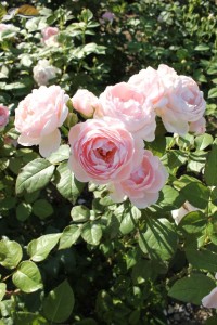 439b236aa11425ff8435b62bc29e84b0_s