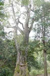 e612a9072bb8af7f0d819ae89ec329b6_s