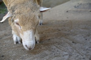 033efe545f664b795cceeae67260b246_s