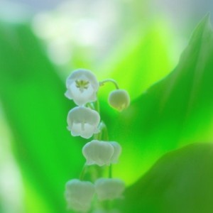 bc2f1158f050c9662ce0fd7734082308_s