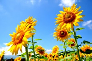 b564ef9cc01aa2a3979d9acdfa0a4dfc_s