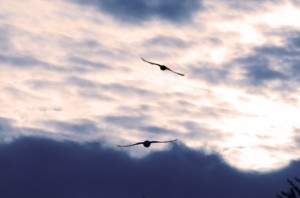 b71b323a551e399c125db79f9a0195af_s