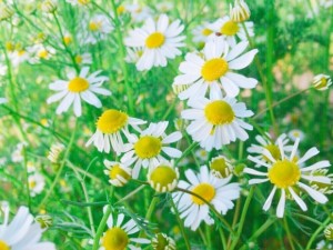 63adeefca23b314f455e9d5763fd3b1b_s