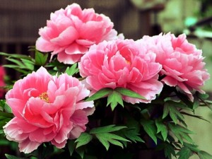 bec14b5d4e2be7896859aa3ca2dfc0a9_s